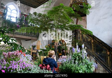 Beelitz, Deutschland. 08.. Juli 2022. Die Blumenschau in der Stadtpfarrkirche St. Mary-St. Beelitz Nikolai zeigt derzeit „überraschende Botschaften – reine Harmonie von Grün und Exotik“ anlässlich der staatlichen Gartenschau von Laga. Hier ein Baumfarm im Kirchensaal. Wechselnde Blumenschauen sollen Vorschläge für eigene Garten- und Balkongestaltung geben. Quelle: Jens Kalaene/dpa/ZB/dpa/Alamy Live News Stockfoto