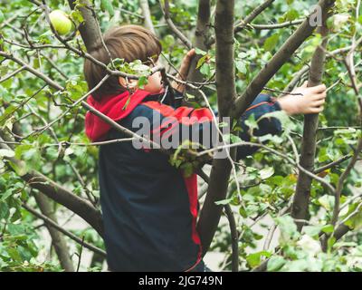 Adidas Jaket gekleideter Junge klettert auf einen Apfelbaum Stockfoto