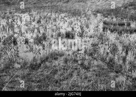 Ein flaches Feld, überflutet mit Quellregenwasser in Schwarz und Weiß. Stockfoto