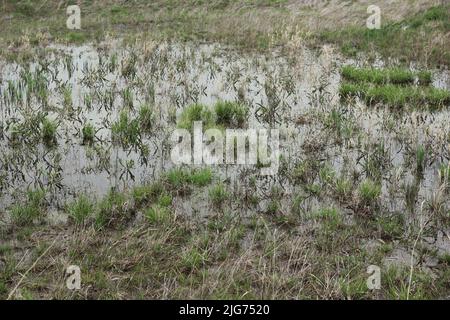 Ein flaches Feld, das mit Quellregenwasser überflutet ist. Stockfoto