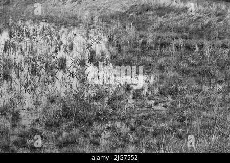 Ein flaches Feld, überflutet mit Quellregenwasser in Schwarz und Weiß. Stockfoto