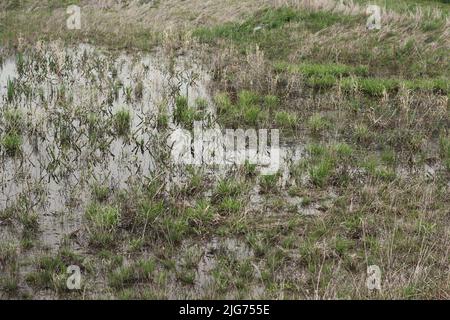 Ein flaches Feld, das mit Quellregenwasser überflutet ist. Stockfoto