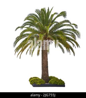 Lebendige Palme isoliert auf weißem Hintergrund. Stockfoto