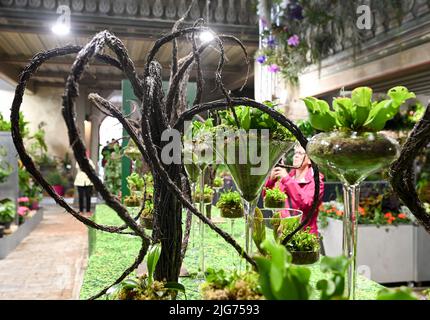 Beelitz, Deutschland. 08.. Juli 2022. Die Blumenschau in der Stadtpfarrkirche St. Mary-St. Beelitz Nikolai zeigt derzeit „überraschende Botschaften – reine Harmonie von Grün und Exotik“ anlässlich der staatlichen Gartenschau von Laga. Hier ist ein Blick auf fleischfressende Pflanzen. Wechselnde Blumenschauen sollen Inspiration für die eigene Garten- und Balkongestaltung bieten. Quelle: Jens Kalaene/dpa/ZB/dpa/Alamy Live News Stockfoto