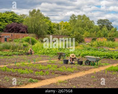 Gärtner, die im Kitchen Garden im Hampton Court Palace jäten. London Stockfoto