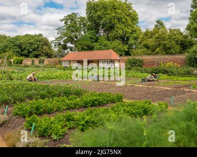 Gärtner, die im Kitchen Garden im Hampton Court Palace jäten. London Stockfoto