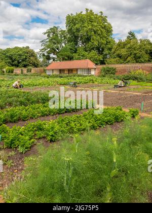 Gärtner, die im Kitchen Garden im Hampton Court Palace jäten. London. Stockfoto