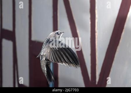 Mauersegler (Apus apus) nähert sich dem Brutplatz, Nordrhein-Westfalen, Deutschland Stockfoto