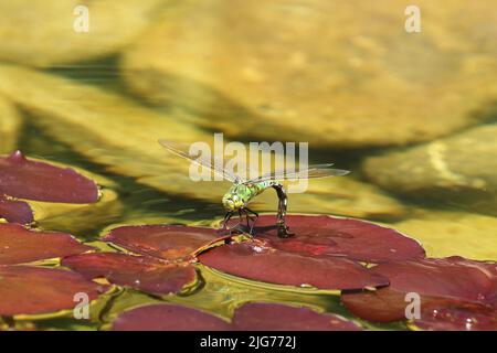 Große Damselfliege (Anax Imperator) Eier auf Seerosenunterlage in Wasser legen, Allgäu, Bayern, Deutschland Stockfoto