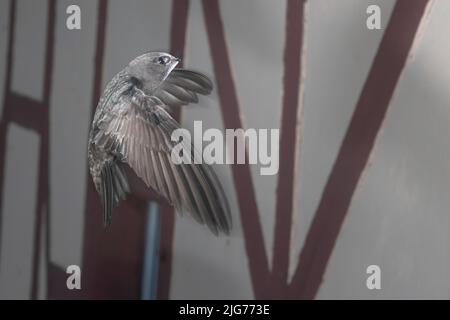 Mauersegler (Apus apus) nähert sich dem Brutplatz, Nordrhein-Westfalen, Deutschland Stockfoto