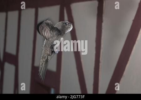 Mauersegler (Apus apus) mit gefüllter Kehlecke nähert sich dem Brutplatz, Nordrhein-Westfalen, Deutschland Stockfoto