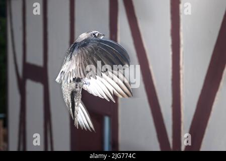 Mauersegler (Apus apus) nähert sich dem Brutplatz, Nordrhein-Westfalen, Deutschland Stockfoto