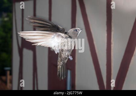 Mauersegler (Apus apus) nähert sich dem Brutplatz, Nordrhein-Westfalen, Deutschland Stockfoto