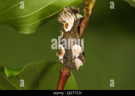 Roseneule (Thyatira batis) in Ruhe auf dem Stiel, Baden-Württemberg, Deutschland Stockfoto