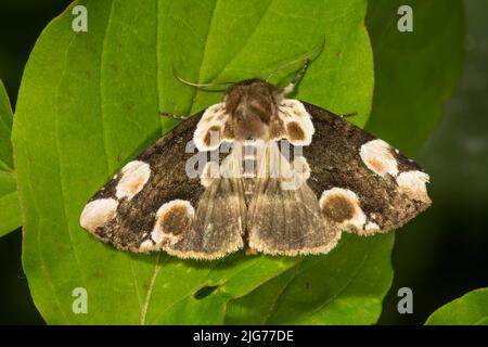 Roseneule (Thyatira batis) auf einem Blatt, Baden-Württemberg, Deutschland Stockfoto