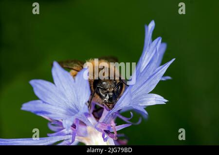 Eine Honigbiene (APIs mellifera) auf einer Kornblume (Centaurea cyanus), Berlin, Deutschland Stockfoto