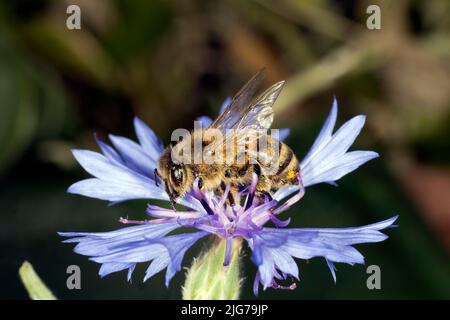 Eine Honigbiene (APIs mellifera) auf einer Kornblume (Centaurea cyanus), Berlin, Deutschland Stockfoto