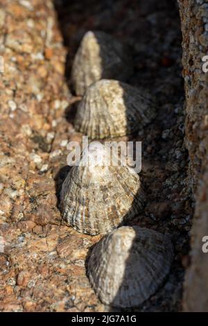 Limetten. Bei Ebbe klebte eine aquatrische Seeschnecke an einem Felsen an der britischen Küste. Stockfoto