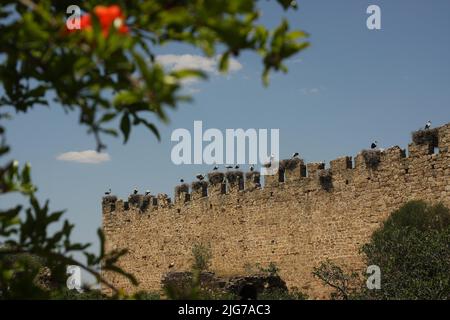 Brutkolonie mit Weißstörchen (Ciconia ciconia) auf einer Steinmauer mit Zinnen in der Nähe von Malpartida de Caceres, Extremadura, Spanien Stockfoto