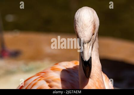 Ein gefangener chilenischer Flamingo, Phoenicopterus chilensis im Zoo von Jersey. Ein großer Flamingo, der in Südamerika beheimatet ist. Stockfoto