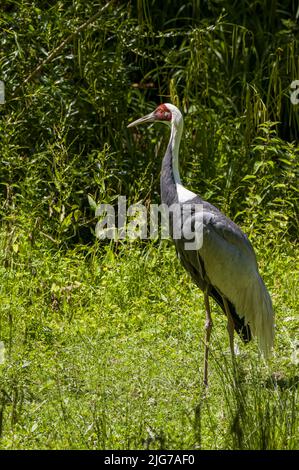 Ein gefangener weißnackter Kran Antigone vipio aus der Kranfamilie im Zoo von Jersey. Ein großer Vogel, der in der Mongolei, China, Russland und im Fernen Osten beheimatet ist. Stockfoto