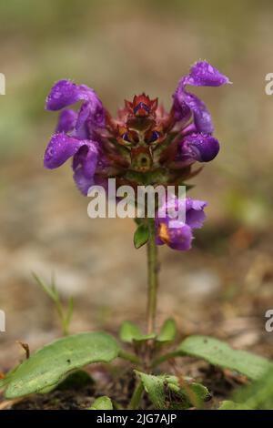 Kleine Brownelle (Prunella vulgaris) mit Blumenfigur in Staendelberg, Rammersberg, Mäusberg, Karlstadt, Wiesenfeld, Karlstadt, Main Stockfoto