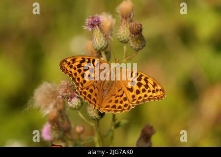 Weibliche silbergewaschene Fritilläre (Argynnis paphia) auf einer Distel (Cirsium arvensein) in Kuehkopf, Stockstadt, Hessen, Deutschland Stockfoto