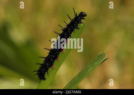 Raupe des europäischen Pfaus (Inachis io) in Kraichgau, Baden-Württemberg, Deutschland Stockfoto