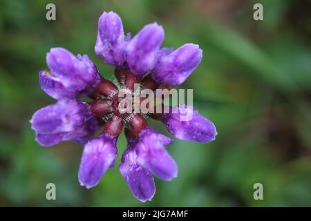 Kleine Brownelle (Prunella vulgaris) von oben in runder Form in Staendelberg, Rammersberg, Mäusberg, Karlstadter Trockengebiet, Wiesenfeld Stockfoto