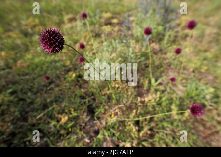 Kugelkopf-Lauch (Allium sphaerocephalum) im Naturschutzgebiet Mainzer Sand, Mombach, Mainz, Rhein-Hessen, Rheinland-Pfalz, Deutschland Stockfoto