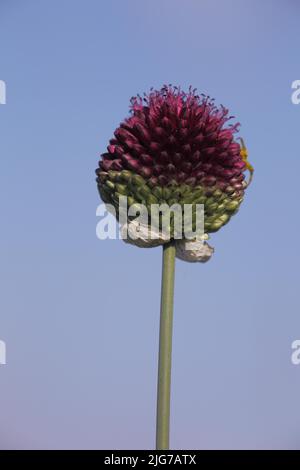 Kugelkopf-Lauch (Allium sphaerocephalum) im Naturschutzgebiet Mainzer Sand, Mombach, Mainz, Rhein-Hessen, Rheinland-Pfalz, Deutschland Stockfoto