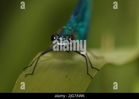 Männliche gebänderte demoiselle (Calopteryx splendens) in der Frontalansicht in Mönchbruch, Main, Frankfurt, Hessen, Deutschland Stockfoto