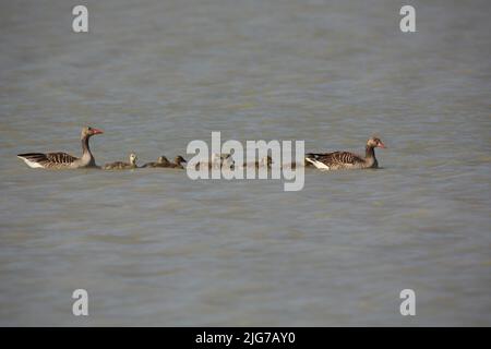 Familie der Graugans (Anser anser) bei einem Ausflug am Warmsee, Illmitz, Seewinkel, Neusiedler See, Burgenland, Österreich Stockfoto