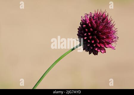 Kugelkopf-Lauch (Allium sphaerocephalum) im Naturschutzgebiet Mainzer Sand, Mombach, Mainz, Rhein-Hessen, Rheinland-Pfalz, Deutschland Stockfoto