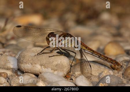 Weiblicher Wildtierfalter (Sympetrum vulgatum) am Boden mit Kieselsteinen am Warmsee, Illmitz, Seewinkel, Neusiedlersee, Burgenland, Österreich Stockfoto