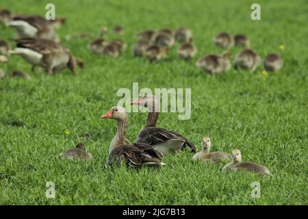 Greylag-Gänse (Anser anser) mit Jungen auf einer Wiese, die am Warmsee, Illmitz, Seewinkel, Neusiedlersee, Burgenland, Österreich Stockfoto