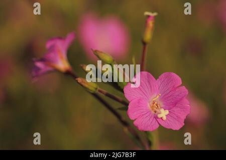 Stempel mit Blütenblättern von großen Weidenkräutern (Epilobium hirsutum) in Niederseelbach, Niedernhausen, Taunus, Hessen, Deutschland Stockfoto