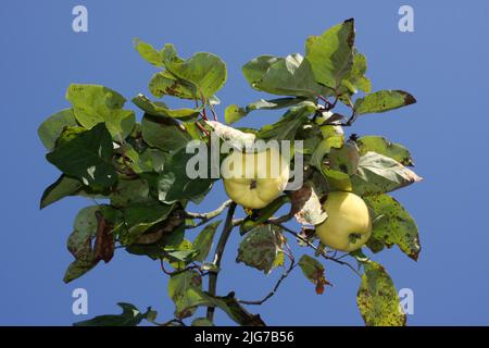 Zwei reife Quitten (Cydonia oblonga) Früchte auf einem Ast mit Himmel in Weilburg, Taunus, Hessen, Deutschland Stockfoto