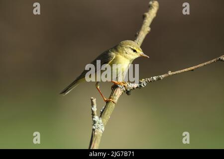 Waldsänger (Phylloscopus sibilatrix) in Niedernhausen, Taunus, Hessen, Deutschland Stockfoto