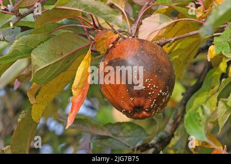 Fauler und schimmeliger Apfelbaum (Malus domestica) mit Schimmelpilz aus Kulturäpfeln am Baumzweig in Naurod, Wiesbaden, Taunus, Hessen, Deutschland Stockfoto