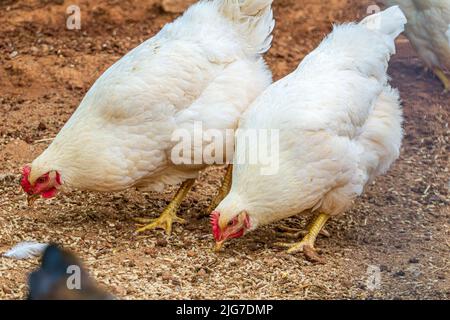 Zwei weiße Amberlink-Hühner fressen auf einem Bauernhof. Stockfoto