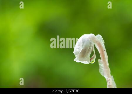 Regentropfen hängen nach einem Frühlingsregen an einer einzigen Indian Pipe Blume. Stockfoto