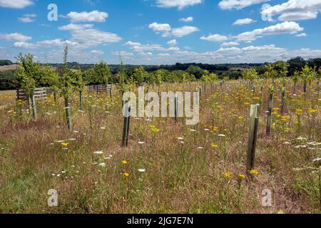 Neu gepflanzte Bäume und Grünland in Jutland Wood, Langley Val Centenary Wood, Epsom, Surrey, England, Großbritannien Stockfoto