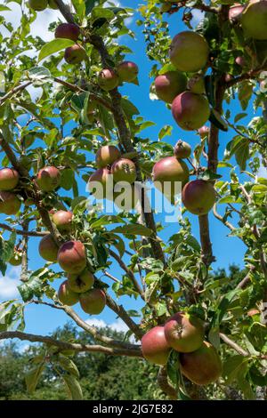 Rote reife Äpfel wachsen auf Obstbäumen in England, Großbritannien Stockfoto
