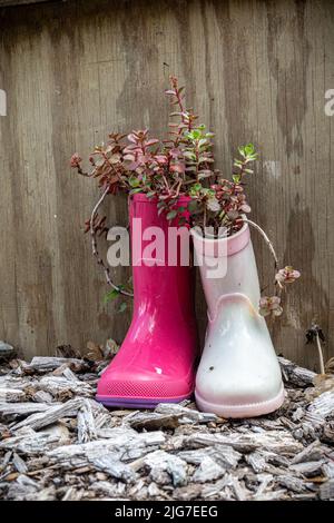 Sukkulenten sind in rosa und fuchsiafarbenen Kinderregenstiefeln gepflanzt, die an einer Sperrholzwand auf einem Holzmulch sitzen. Stockfoto