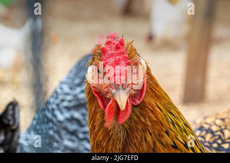 Eine Kopfansicht eines Rhode Island Red Chicken's Comb and Wattle Stockfoto