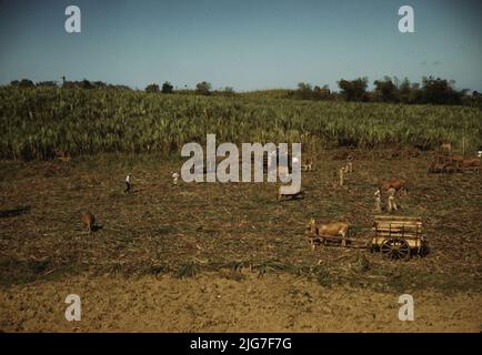 Ernte von Zuckerrohr auf einem verbrannten Feld, in der Nähe von Guanica, Puerto Rico. Das Verbrennen des Zuckerrohrs entledigt sich der dichten Blätter und erleichtert das Schneiden der unversehrt gestielten Stiele. Stockfoto