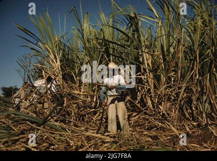 Zuckerrohrarbeiter auf dem reichen Feld, in der Nähe von Guanica, Puerto Rico. Stockfoto