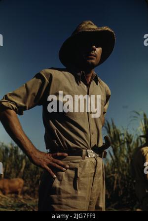 Mann in einem Zuckerrohrfeld während der Ernte, in der Nähe von Rio Piedras? Puerto Rico. Stockfoto