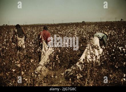 Tagelöhner pflücken Baumwolle in der Nähe von Clarksdale, Mississippi. Stockfoto